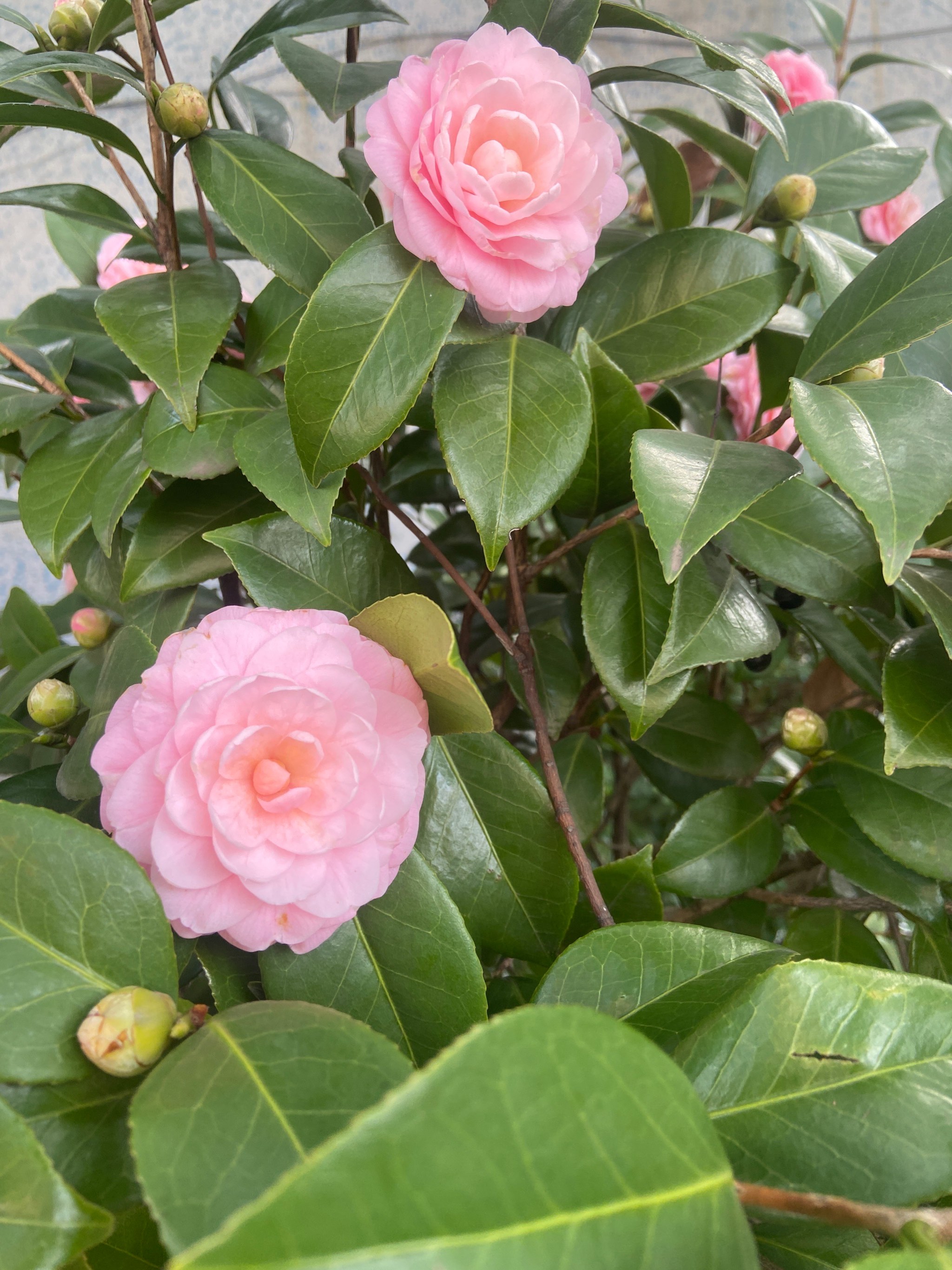 茶花多久浇一次水?保姆级教程,养出健康高颜值茶花!