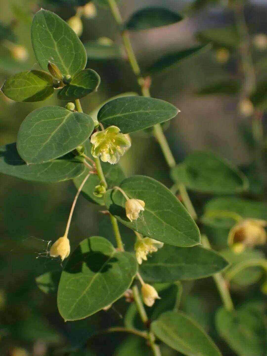 你绝对想不到,这种草药竟然能治胃病,还能致死!