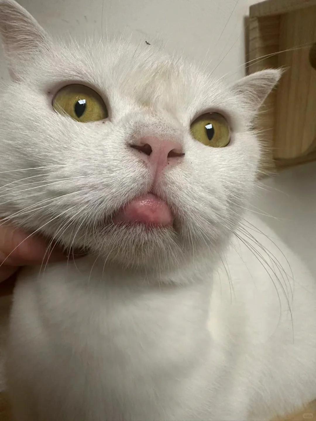 猫咪上唇缘红肿似溃疡,该如何应对?