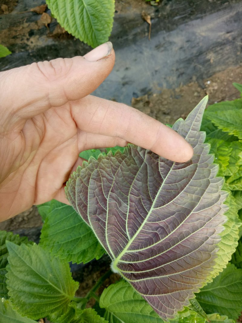 苏子叶和紫苏叶的区别