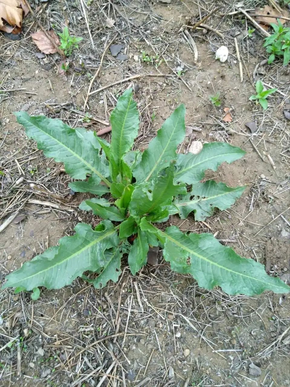 在沟边湿地,河岸旁,你或许曾见过一种叶片边缘如波浪般皱褶的野草