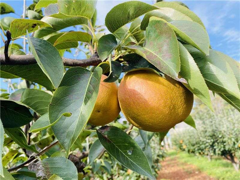 "木梨":长得像梨不是梨,煮一煮香得全家都说妙