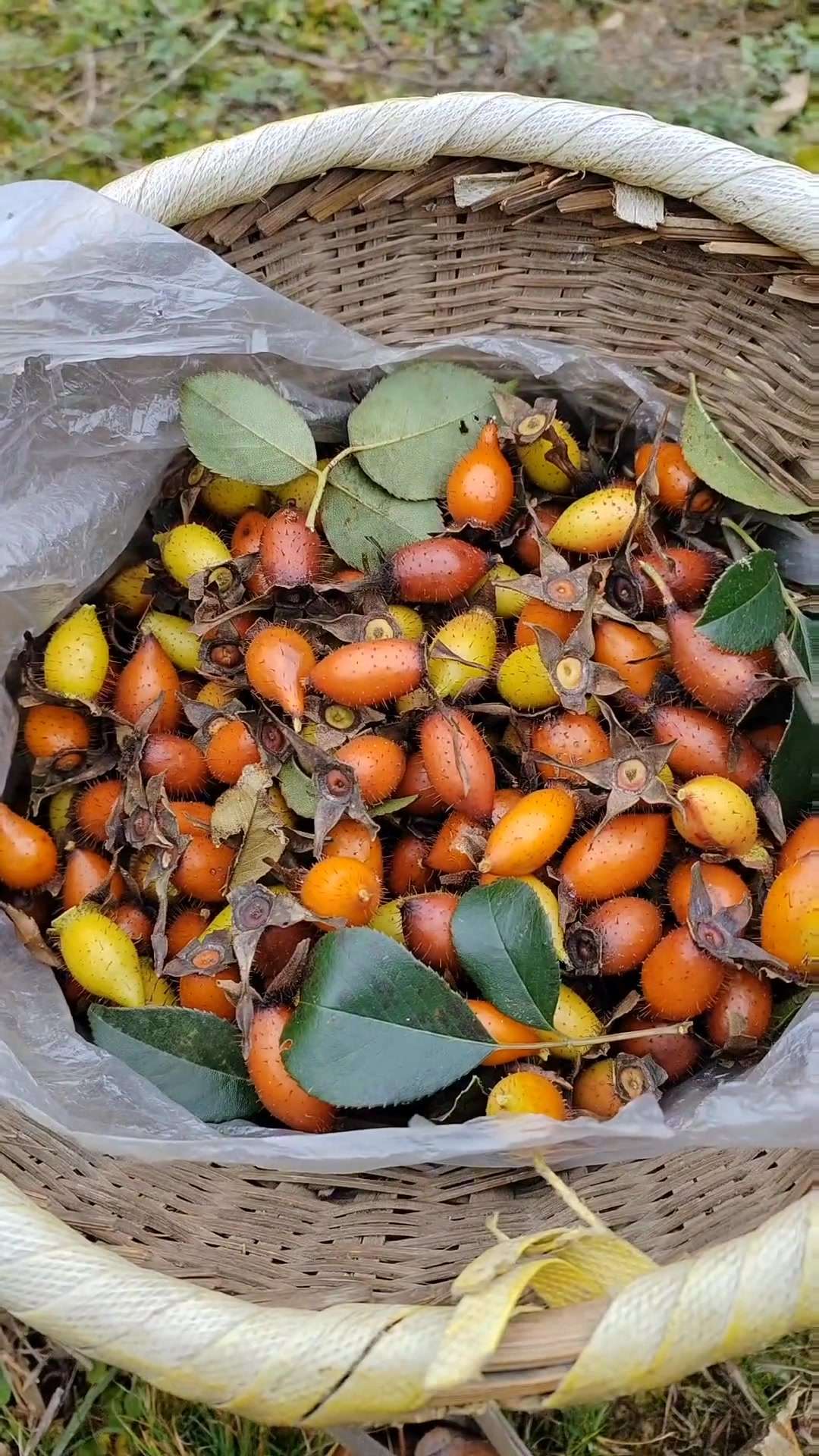 你知道吗?这颗不起眼的"刺果",竟然能改变你的健康!