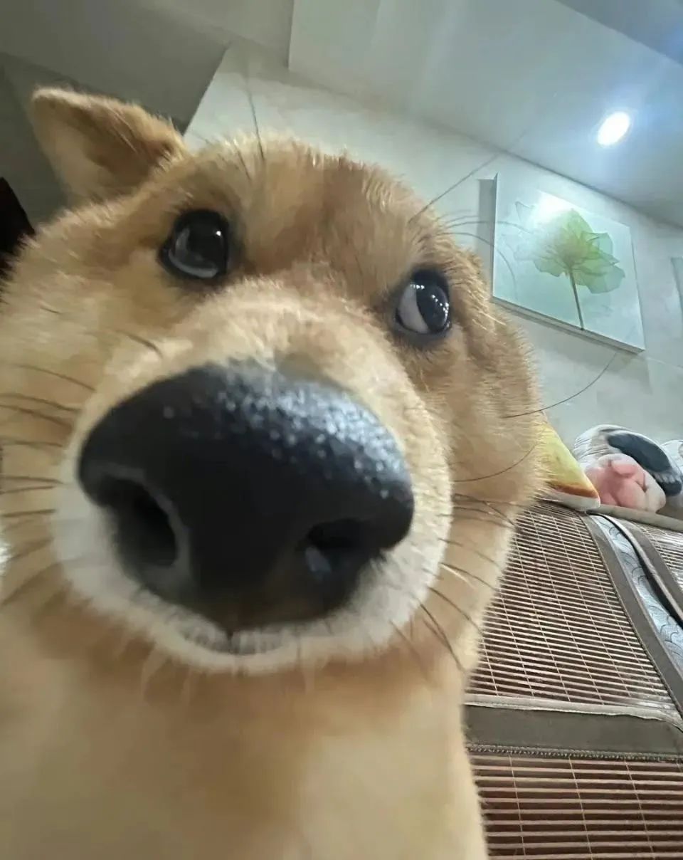 聊天必备表情包190张