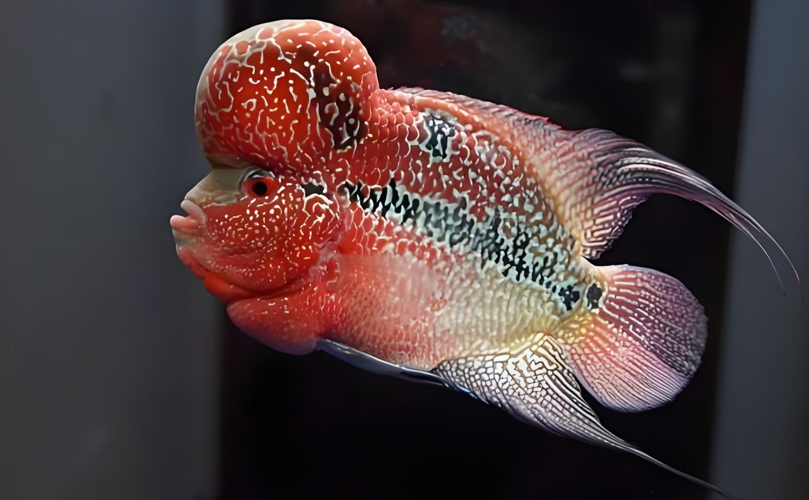 要说观赏鱼里的 "人气选手",罗汉鱼肯定榜上有名