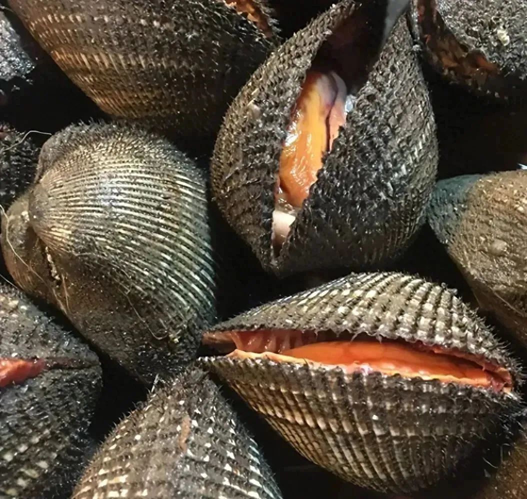 带你识别中药材瓦楞子