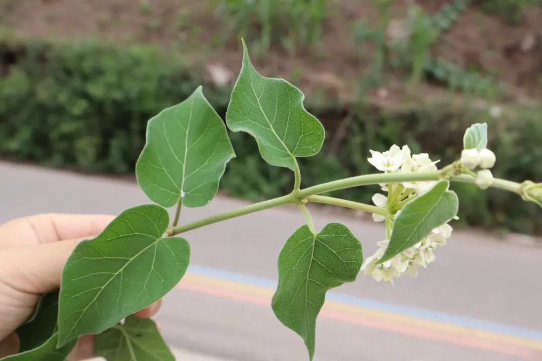丽子藤,别名"奶浆藤",因其全株具乳汁