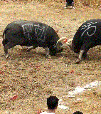 图源:抖音@抖音观斗牛当牛斗得兴起时,工作人员和牛主人,干预比赛的