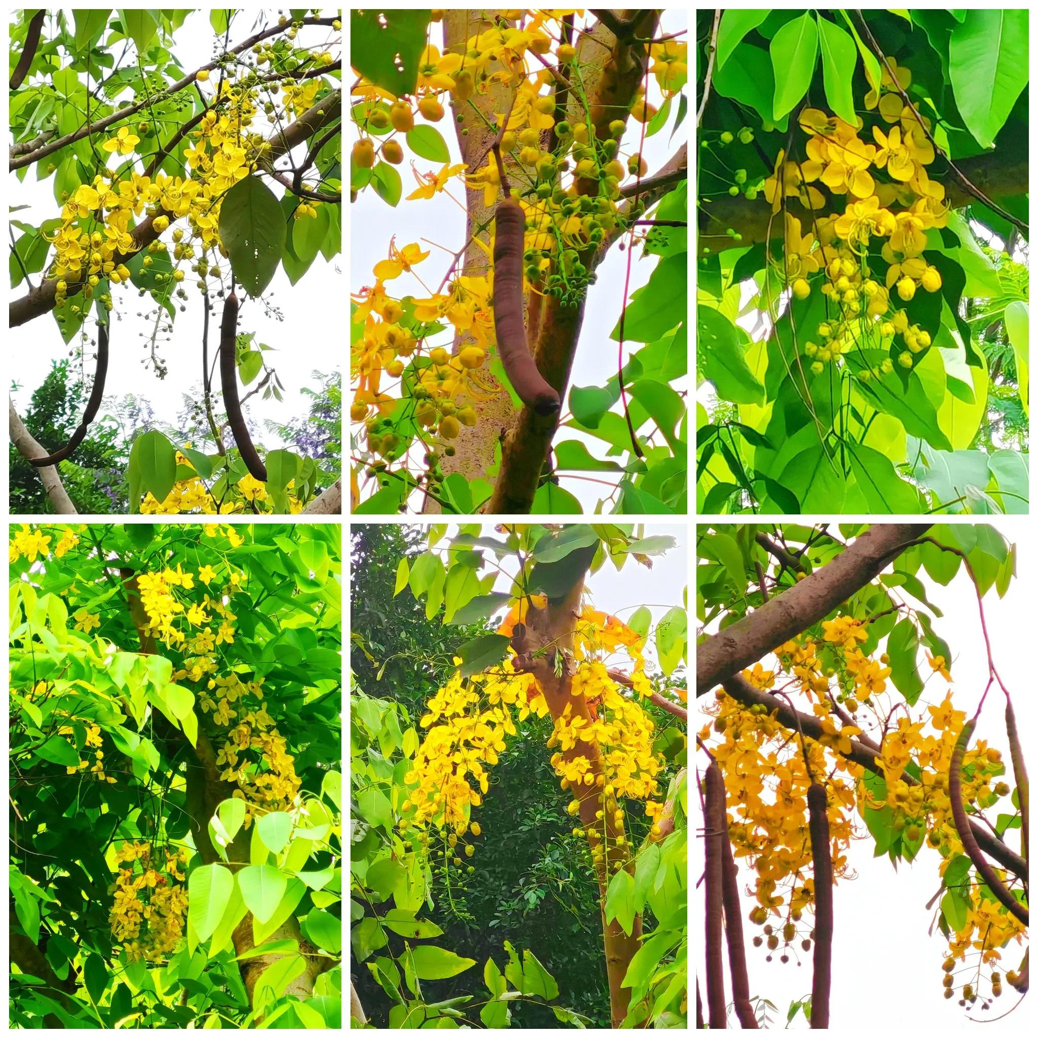 夏日黄金雨,腊肠树