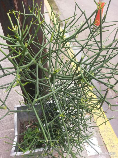 无皮之树的生存密码:自然界的"裸露智慧"