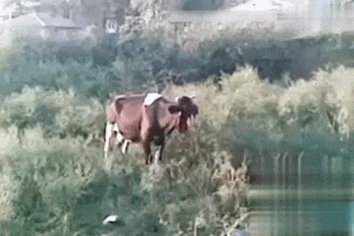 國外火車“撞掉半個臉”的牛，還活著...（GIF圖）