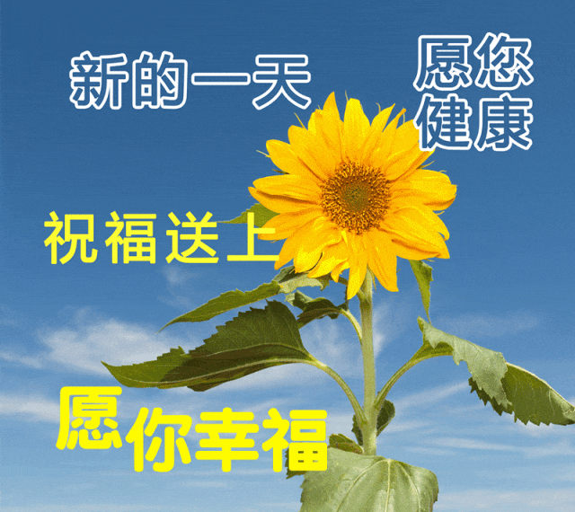 今天最新精选早上好问候语图片大全,早安唯美温馨祝福语