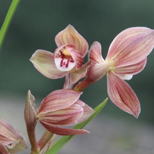 学林荷兰花:兰中珍品的独特魅力