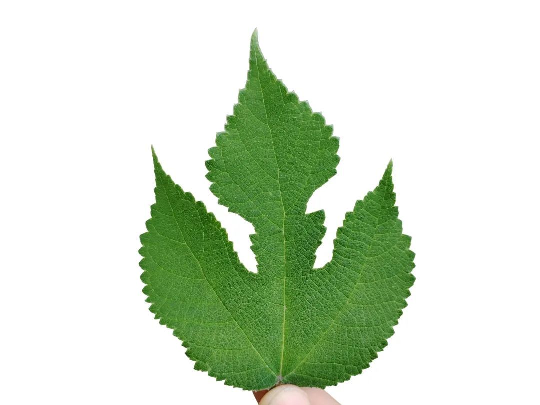 构树叶？它叫楮叶！一身是宝，药用价值超高，叶子形态多样！