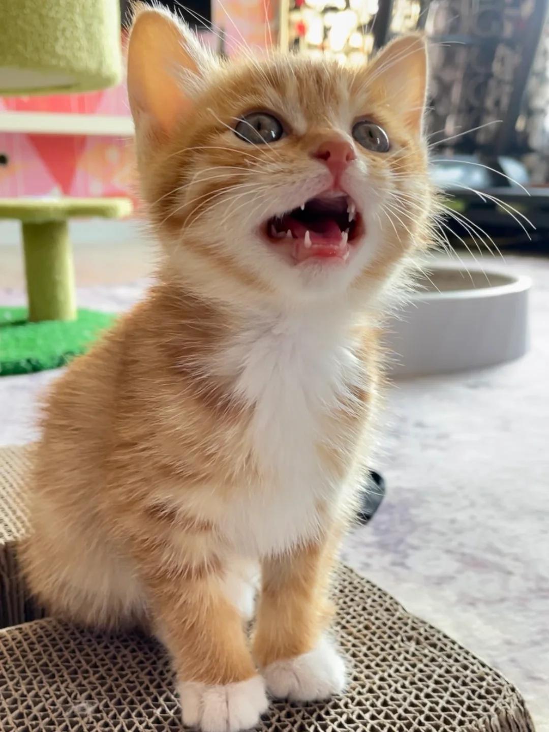 小猫何时开始长牙?幼猫牙齿发育全分析