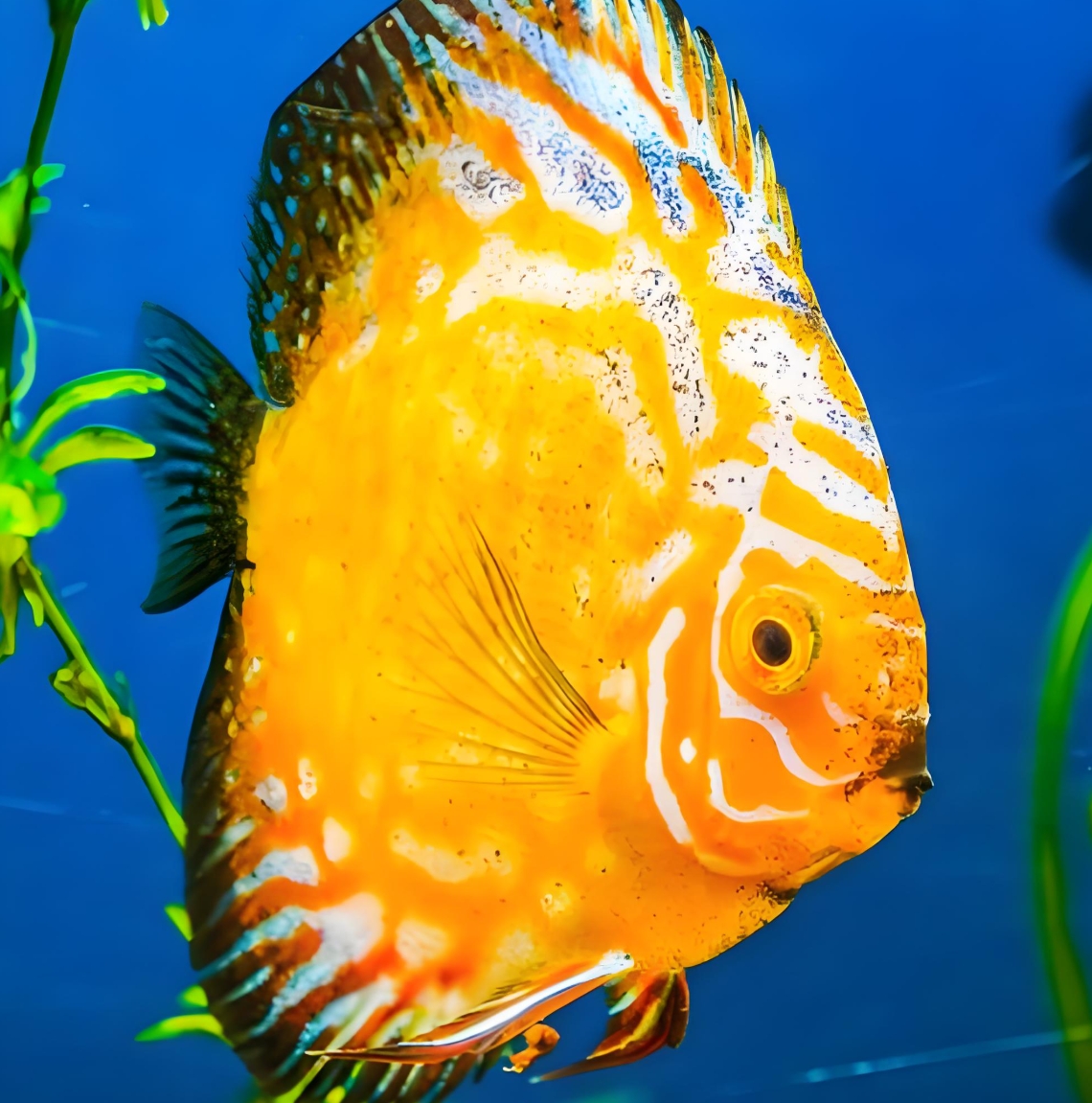 养鱼老司机私藏!手把手教你给七彩神仙鱼找"好室友"