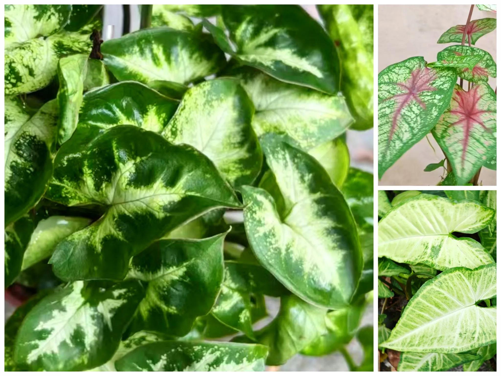 热带风趣的观叶植物,合果芋