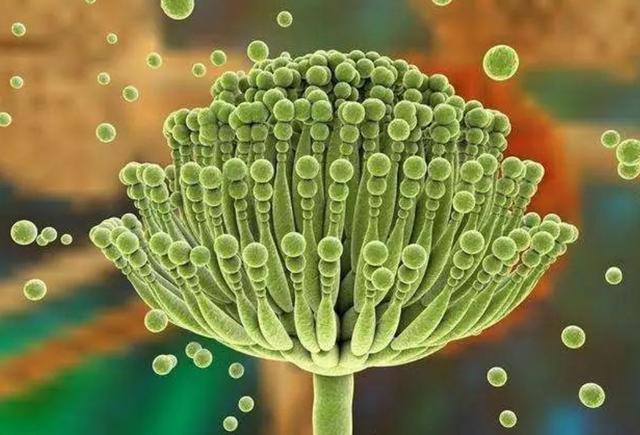 "木筷与不锈钢筷",哪款适合家用?看完才懂了,不能乱选了