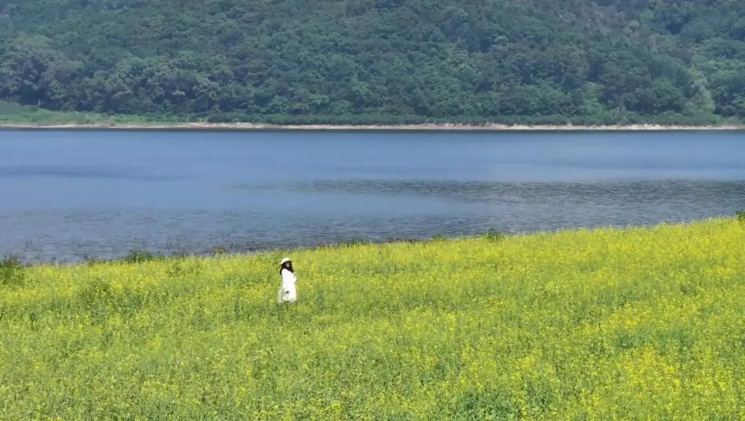 初夏时分,铁岭县大甸子镇太平寨村迎来了一年中最美的时刻