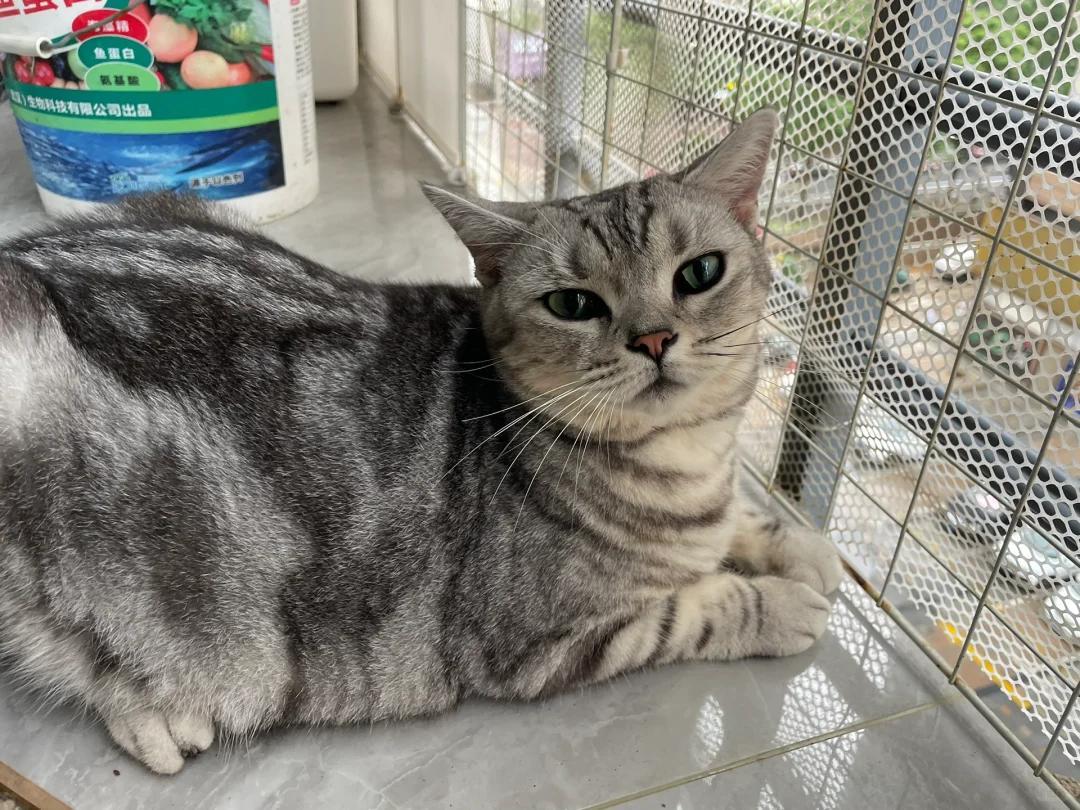 猫咪腹部鼓胀且常做母鸡蹲姿态,是何病症?