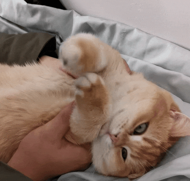 比如加班回家时的一记"猫门迎接",或是心情不好时被毛茸茸的脸蛋蹭到