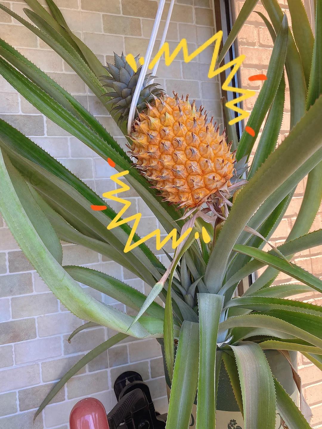 北京小伙尝试菠萝头种菠萝居然成功了?这事儿能吹一辈子