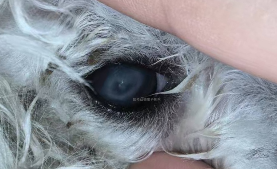 狗狗角膜穿孔,角膜不光滑,滴药痊愈