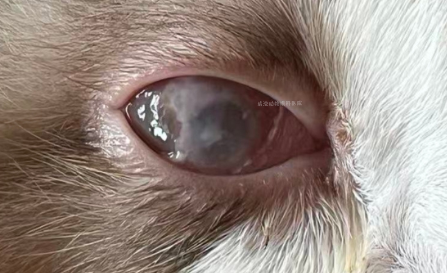 猫咪眼睛糜烂有白斑,角膜浑浊血管化,角膜炎成功治愈