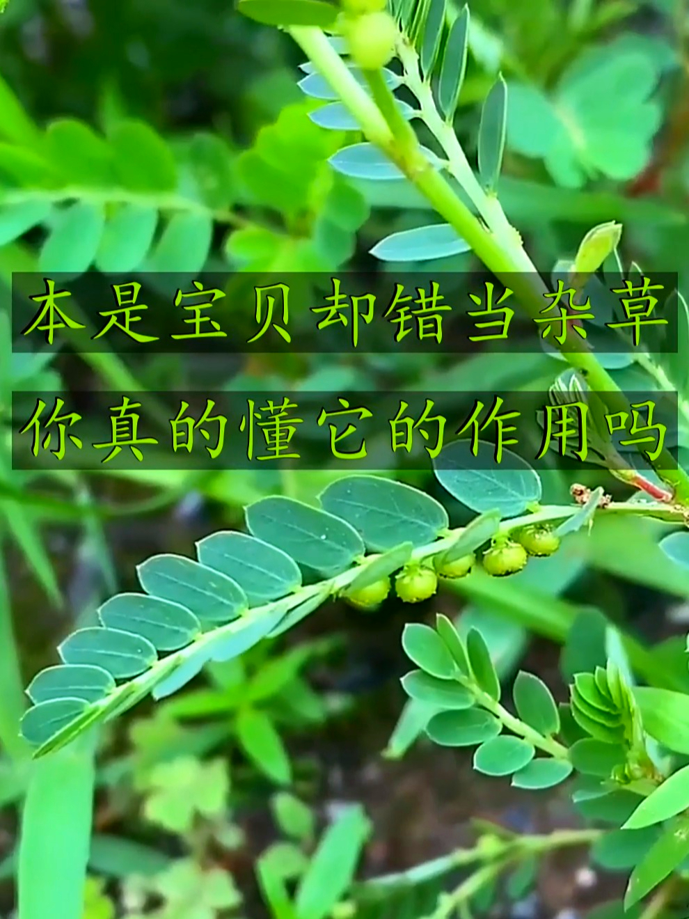 叶下珠也叫阴阳草,护肝明目助健康,你了解多少你呢?
