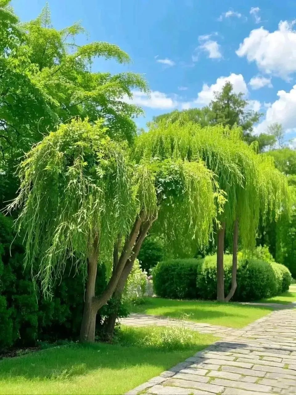 公园绿色风景头像