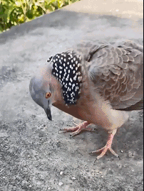 「天宁万象」鸟中摆烂王