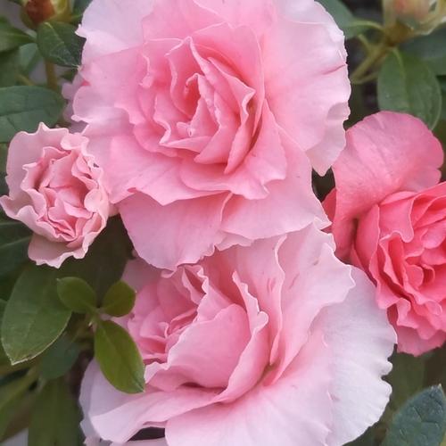 桃梅锦杜鹃花优缺点?桃梅锦杜鹃花:魅力与局限并存
