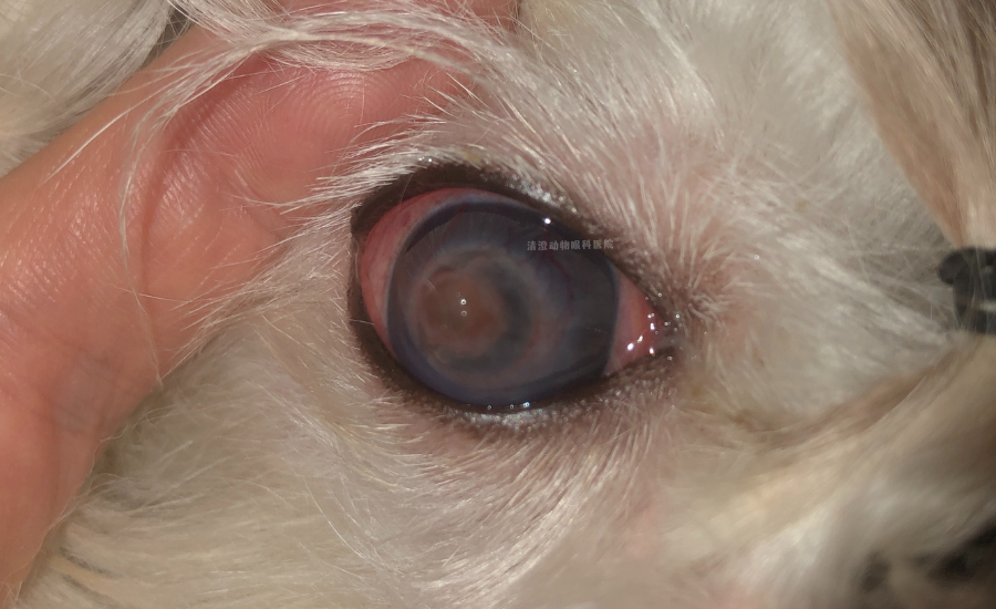犬角膜穿孔,眼睛内容物,防水,纤维素渗出,葡萄膜炎,保住眼球