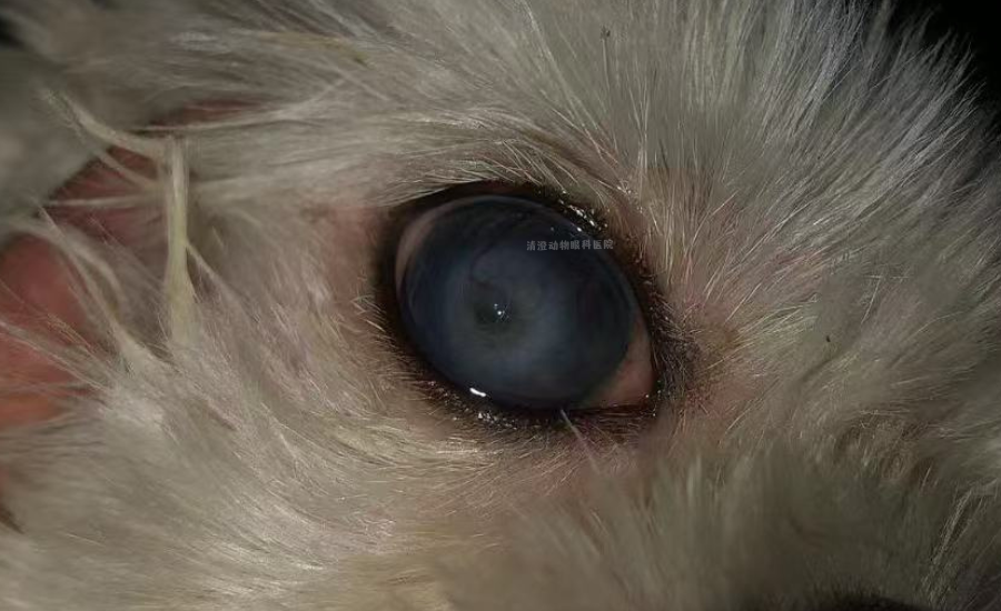 犬角膜穿孔,眼睛内容物,防水,纤维素渗出,葡萄膜炎,保住眼球