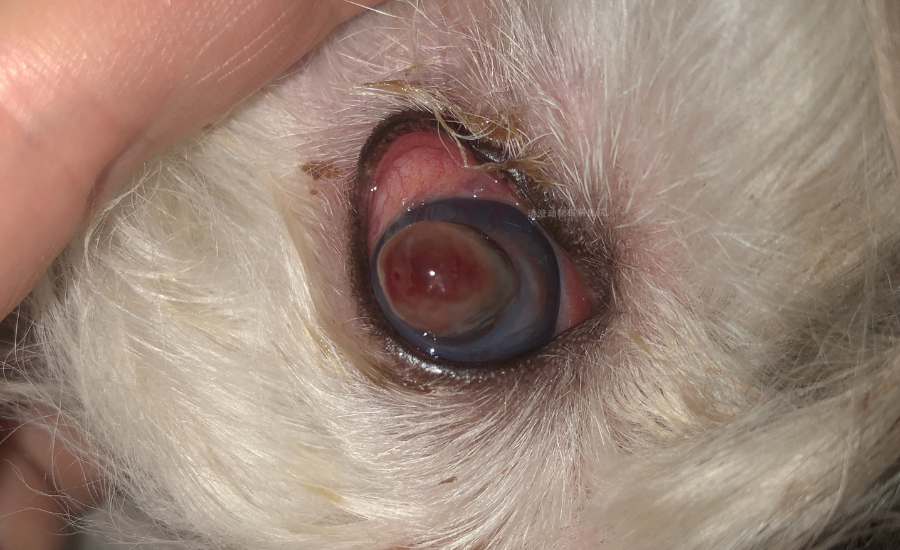 犬角膜穿孔,眼睛内容物,防水,纤维素渗出,葡萄膜炎,保住眼球