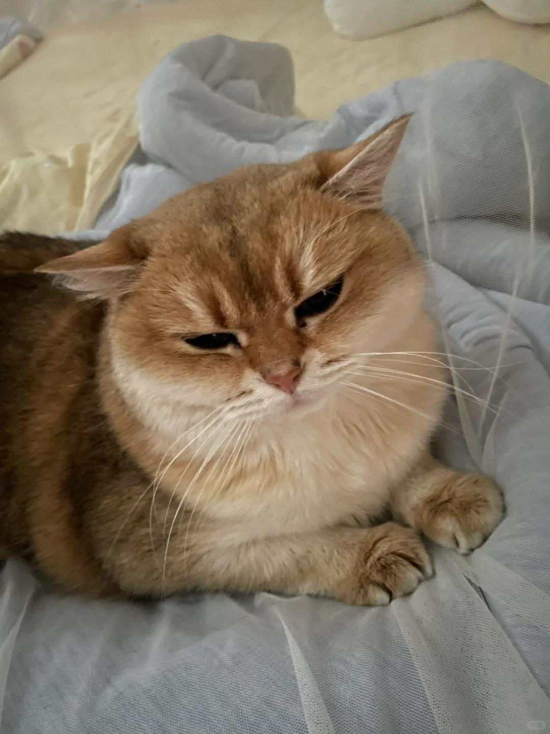 小猫频繁呈现母鸡蹲姿势是否正常?如何判断健康状况?