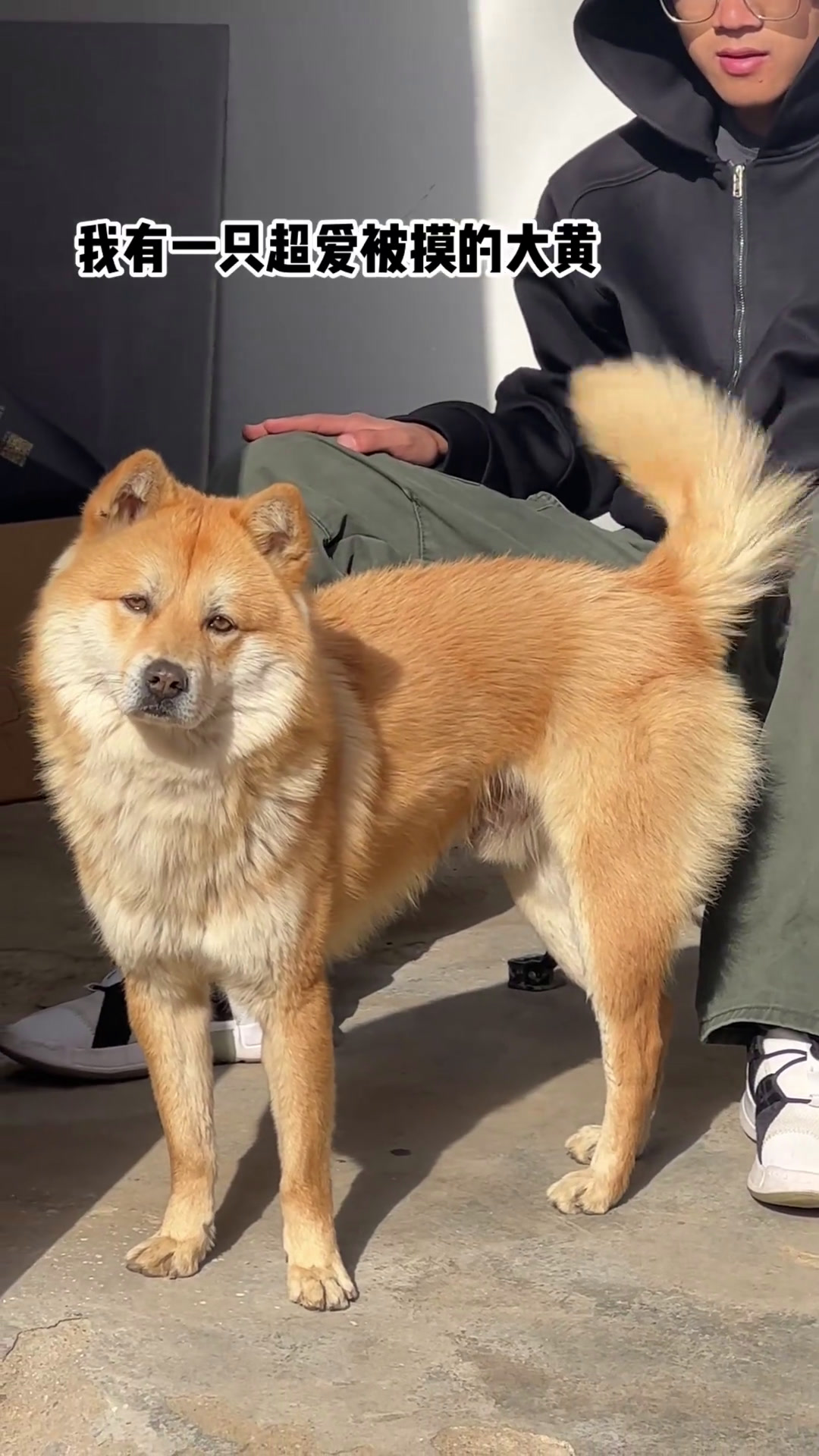 网红狗大黄:从流浪犬到影视圈"顶流",主人称全靠它过活