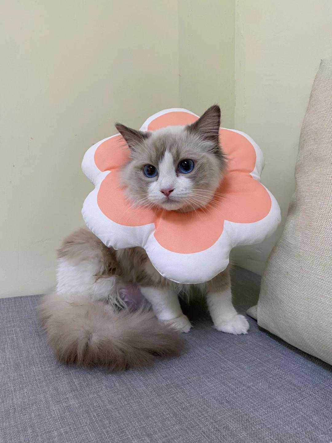 母猫断奶后涨奶严重怎么办?如何缓解与预防乳腺炎?