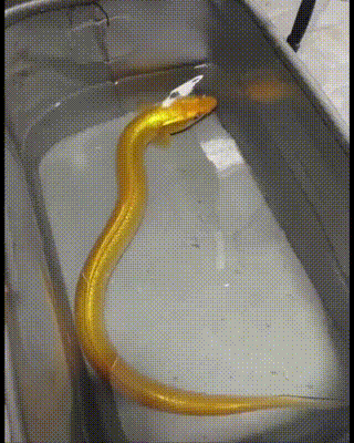 福建男子钓上"黄金鳗鱼",全身金黄像是镀了金!