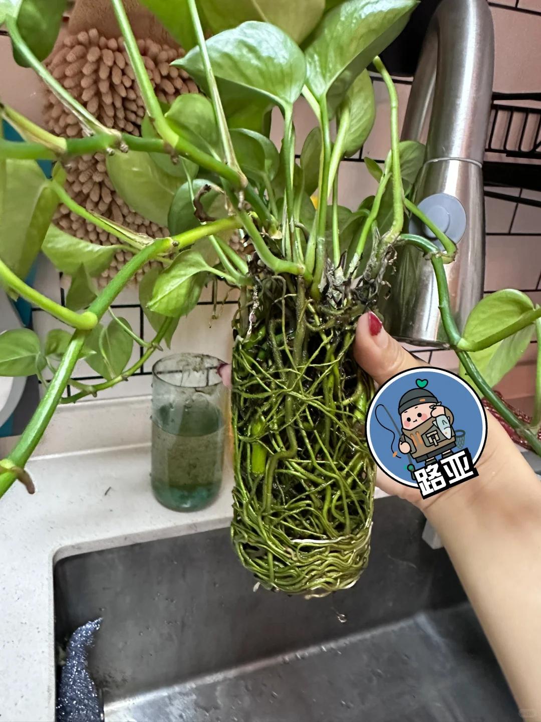 武汉一姑娘,因绿萝瓶里的"水下小森林"走红,好养眼,好治愈