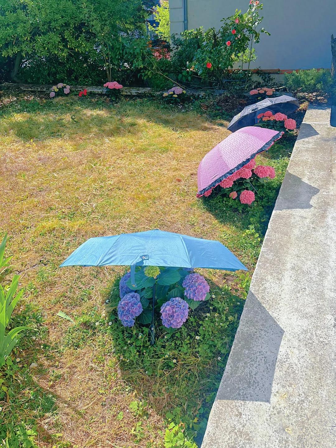 上海一女子,因"绣球打遮阳伞"火了,网友:你家绣球好会投胎