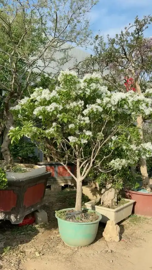 探秘雪萝树与流苏:形似神异的植物之辨