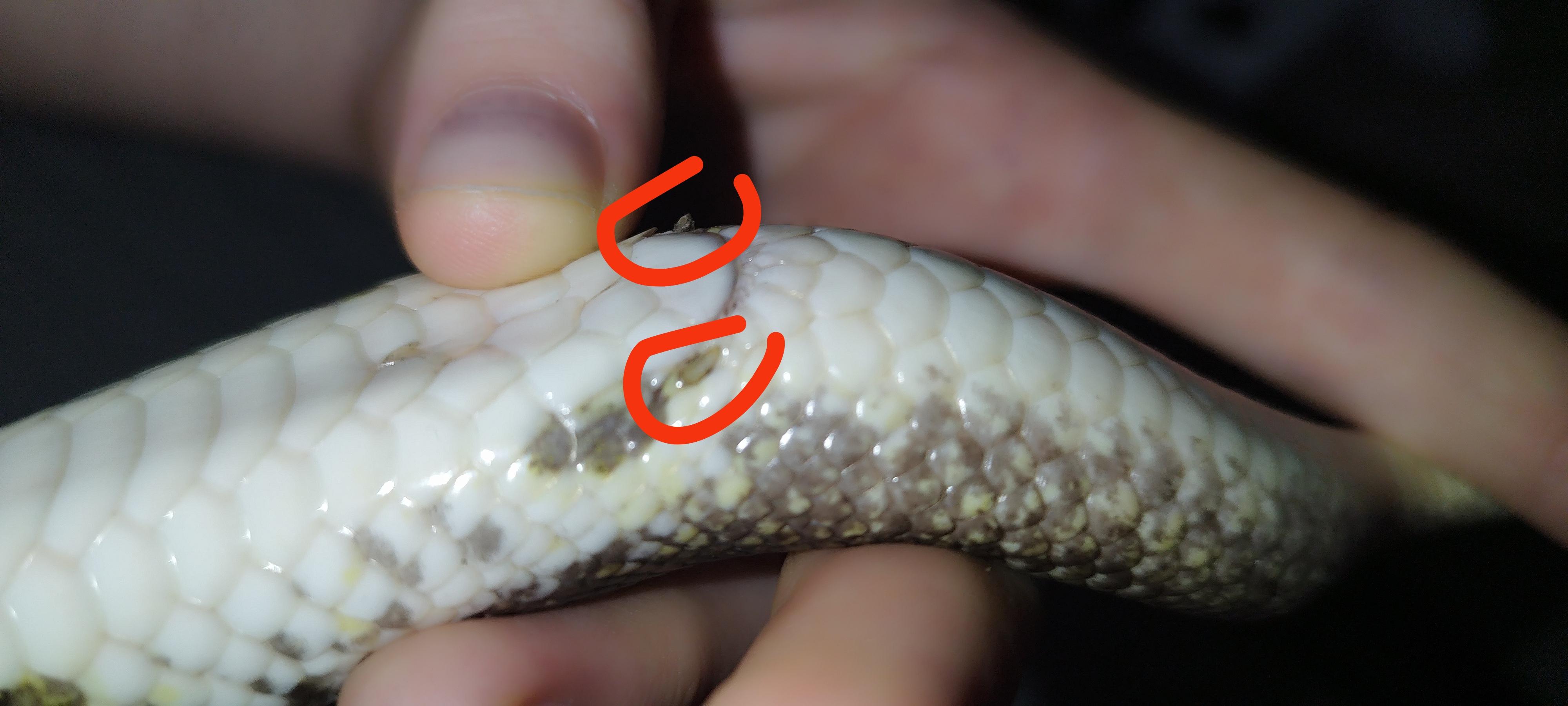 打蛇打七寸!蛇的七寸在什么位置,为什么那里是蛇的要害?