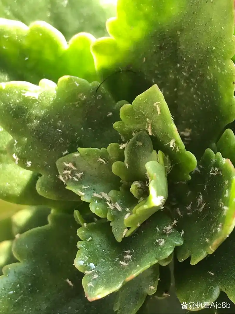 长寿花白色粘虫防治攻略:3种特效药快速杀灭,附预防技巧