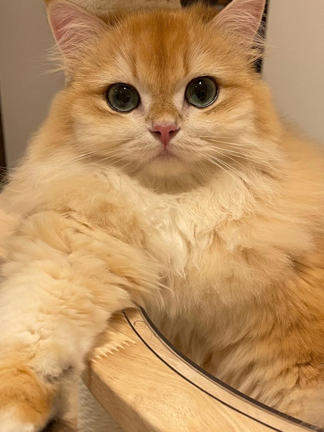 猫咪尿结石治疗后为何不吃不饮水?如何正确护理与恢复?