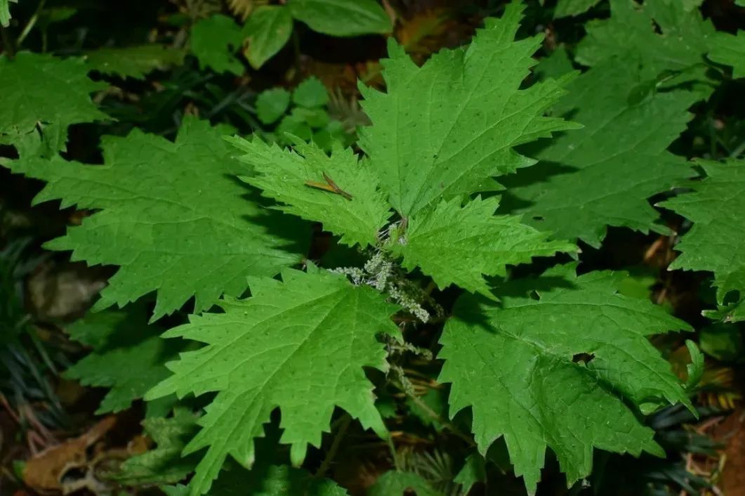 “蜇人草”——荨麻，农村娃的阴影，却是祛风除湿好手