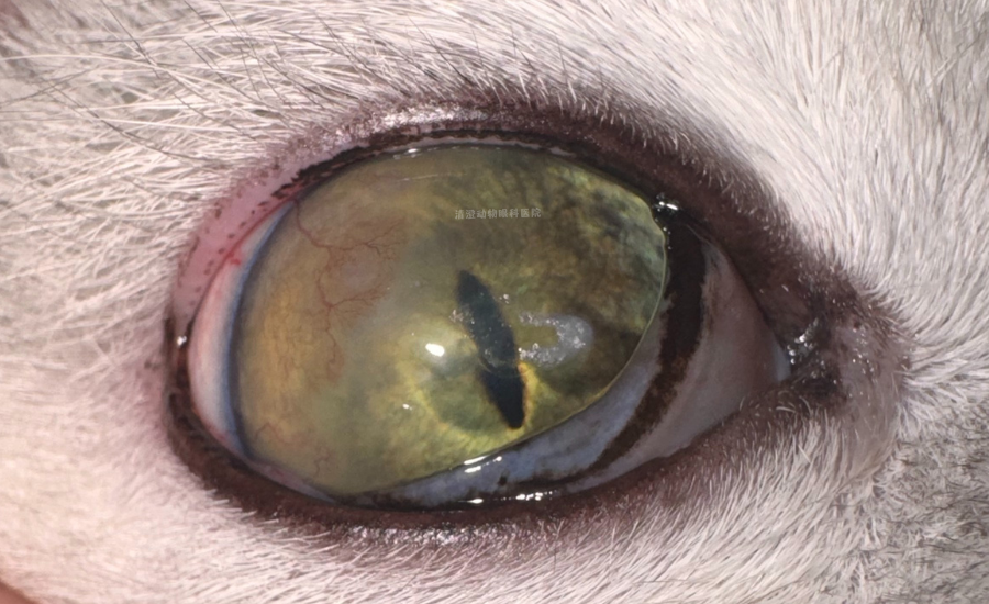 猫咪眼睛有一层白膜,角膜不光滑有血丝,角膜炎滴药痊愈