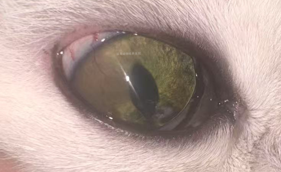 猫咪眼睛有一层白膜,角膜不光滑有血丝,角膜炎滴药痊愈