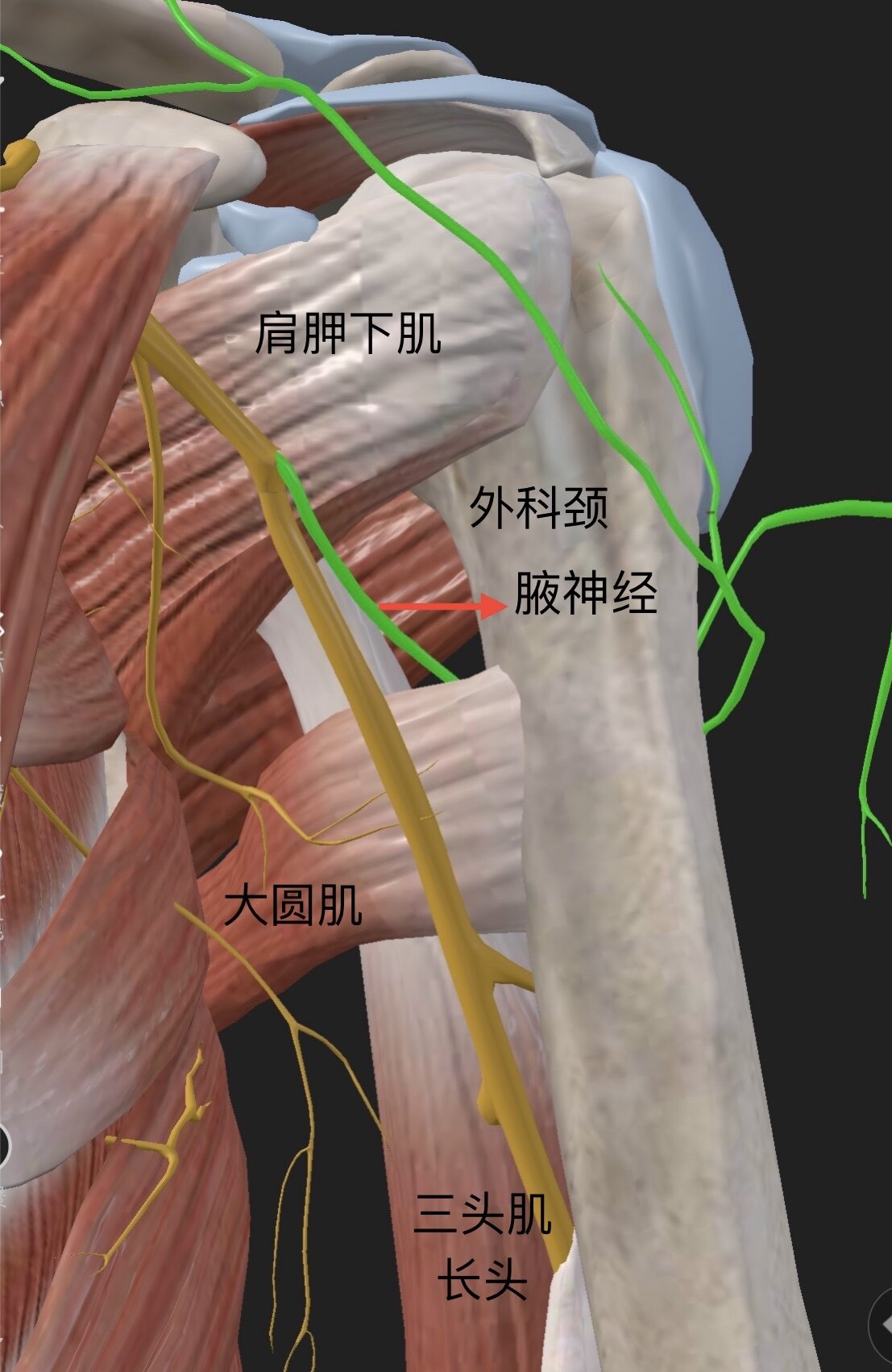 腋神经从颈部脊髓发出经过腋窝绕到肩部它就像电线连接肩部肌肉