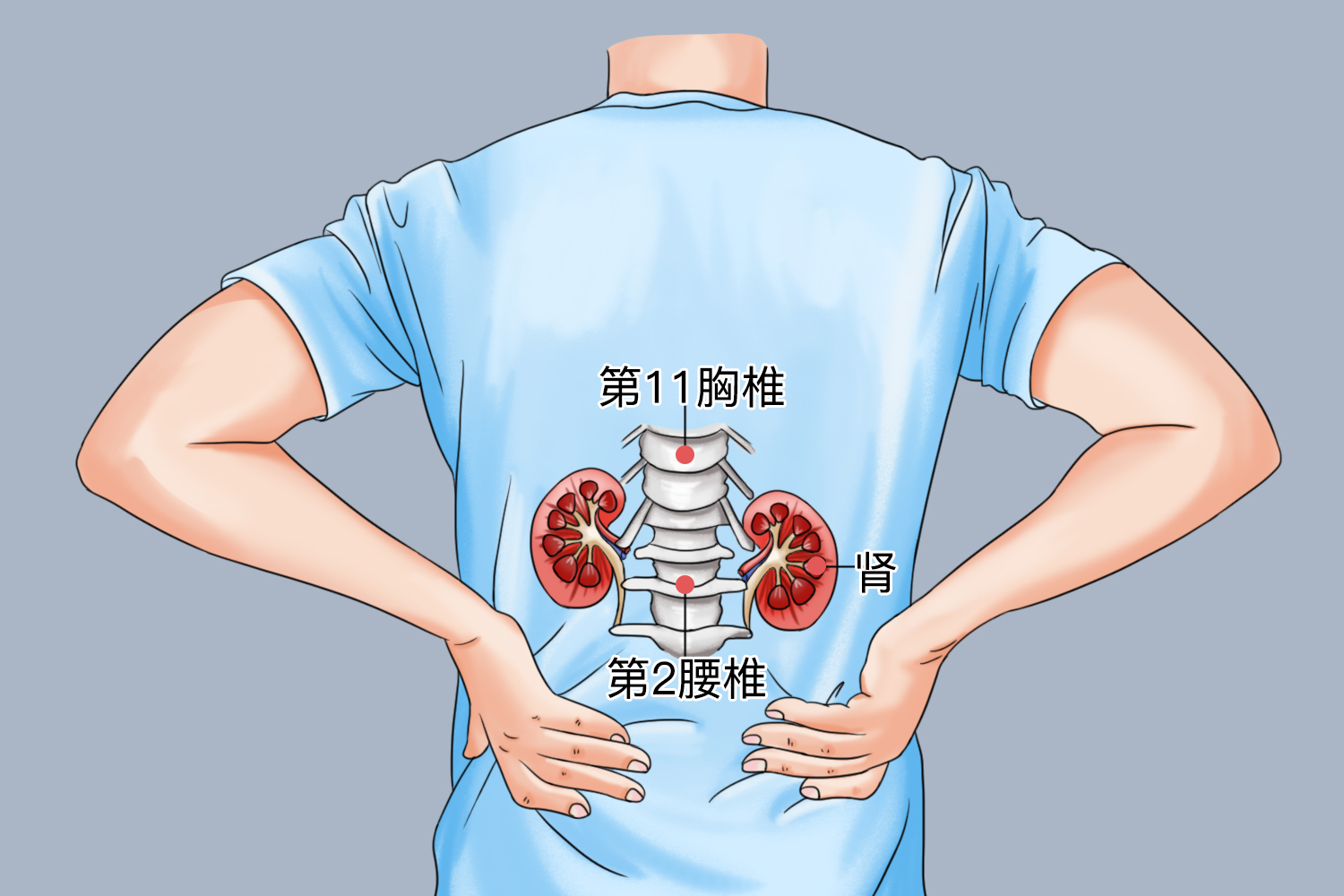 肾和耳朵,膀胱,骨骼相通